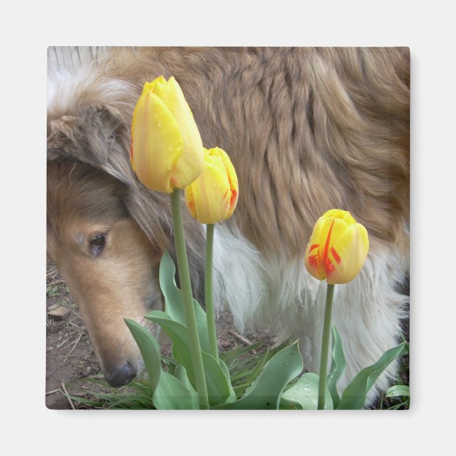 Íman Ímã de Collie e Tulipas (Frente)