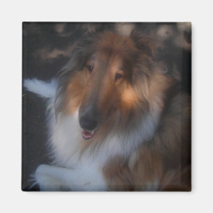 Íman ímã de collie grosso