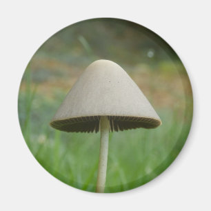 Íman Ímã de Conocybe rickenii Cogumelo Magnet