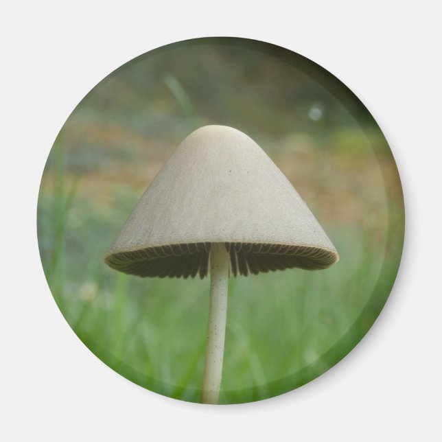 Íman Ímã de Conocybe rickenii Cogumelo Magnet (Frente)
