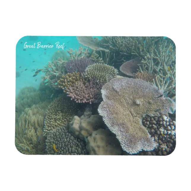 Íman ímã de coral da barreira do excelente (Horizontal)
