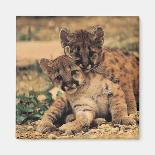 Íman Ímã de Cubs de tigre