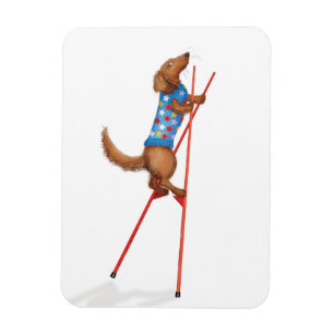 Íman Ímã de dachshund fofo andando em pernas de pau