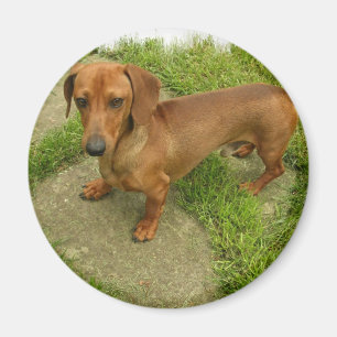 Íman Ímã de Daschund