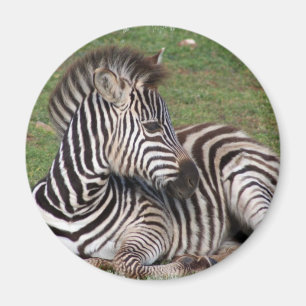Íman Ímã de descanso da zebra
