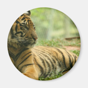 Íman Ímã de descanso do tigre