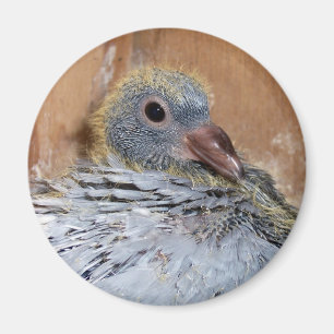 Íman Ímã de direcção do pombo do bebê