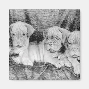 Íman Ímã de Dogue de Bordéus