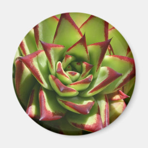 Íman Ímã de Echeveria