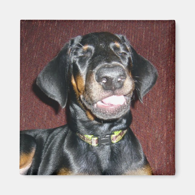 Íman Ímã de Filhote de Doberman Pinscher Sorridente (Frente)