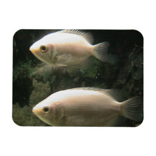 Íman Ímã de Fishies