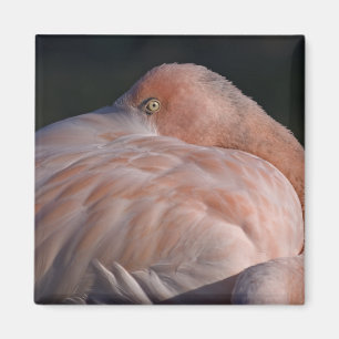 Íman Ímã de Flamingo Adormecido