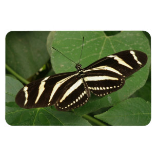 Íman Ímã de Flexi da borboleta de Longwing da zebra