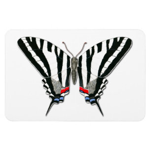 Íman Ímã de Flexi da borboleta de Swallowtail da zebr