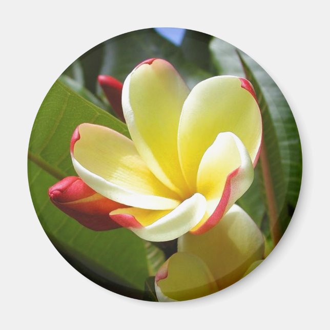 Íman ímã de flor amarela (Frente)