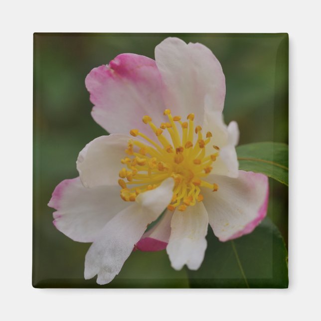 Íman Ímã de Flor de Camélia (Frente)