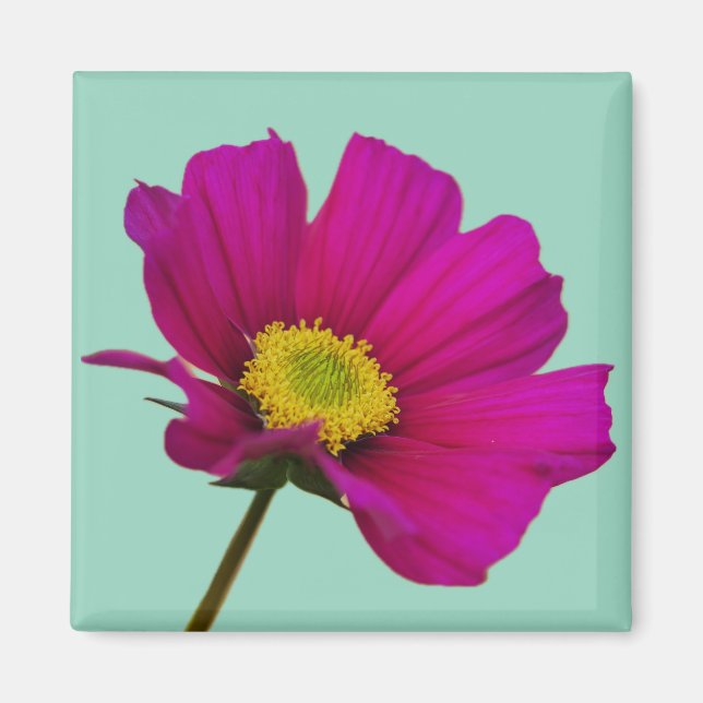 Íman Ímã de Flor de Cosmos (Frente)