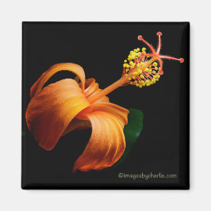 Íman Ímã de Flor de Hibisco Nativo Havaiano Kokio