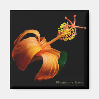 Íman Ímã de Flor de Hibisco Nativo Havaiano Kokio