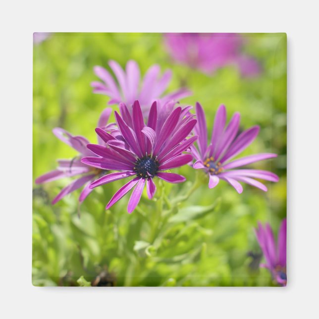 Íman Ímã de Flor de Margarida Africana (Frente)