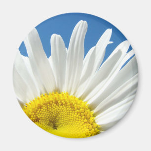 Íman Ímã de Flor de Margarida Branca Margaridas Flores 