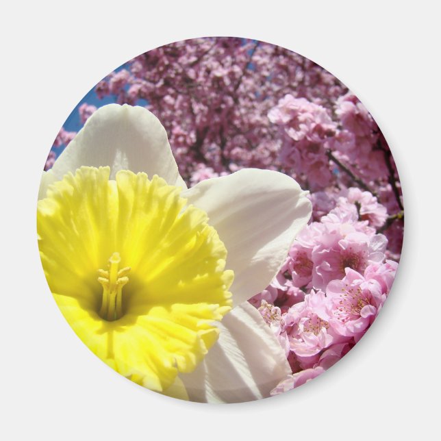 Íman Ímã de Flor de Narciso Amarelo Flores de Cerejeira (Frente)