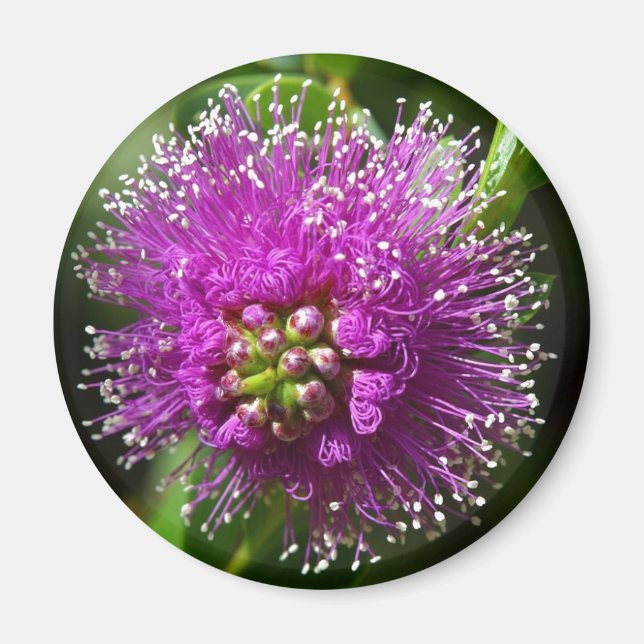 Íman ímã de flor roxa (Frente)