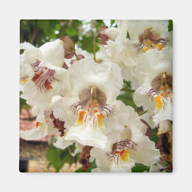 Íman Ímã de Flores de Catalpa (Frente)