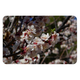 Íman Ímã de flores de cerejeira