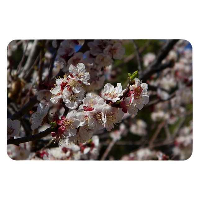 Íman Ímã de flores de cerejeira (Horizontal)