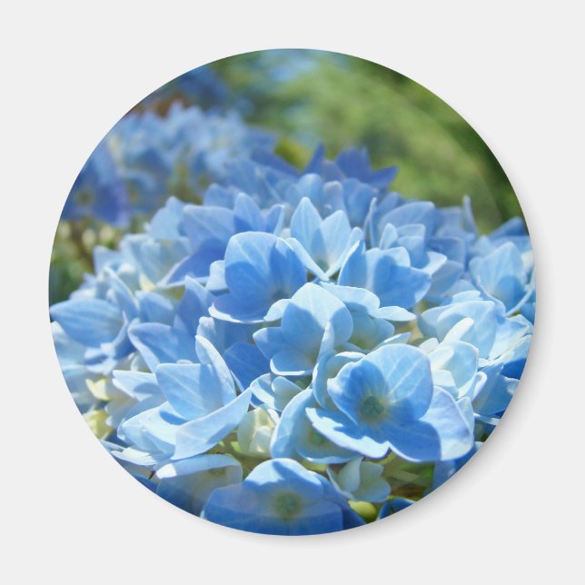 Íman Ímã de Flores de Hortênsia Azul Flores da Natureza (Frente)