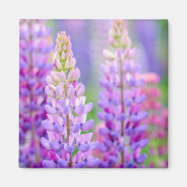 Íman Ímã de Flores de Lupino Roxo