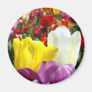 Íman Ímã de Flores de Tulipa Colorido Adicione Seu Text