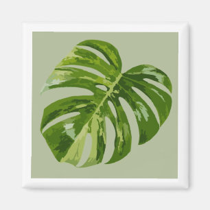 Íman Ímã de Folha Monstera Albo Hero — Variegação Rara