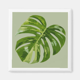 Íman Ímã de Folha Monstera Albo Hero — Variegação Rara