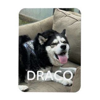 Íman Ímã de Foto de Cachorro Personalizado com Nome - P
