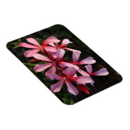 Íman Ímã de Foto de Flores Rosas