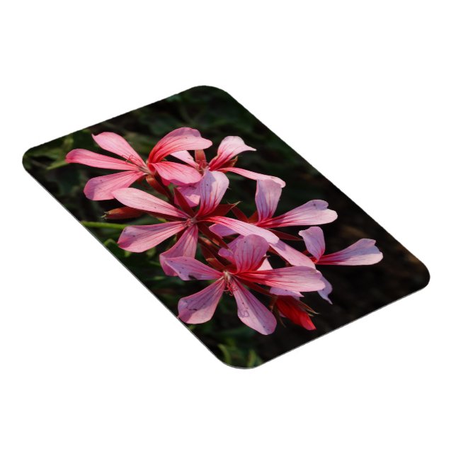 Íman Ímã de Foto de Flores Rosas (Lado Direito)