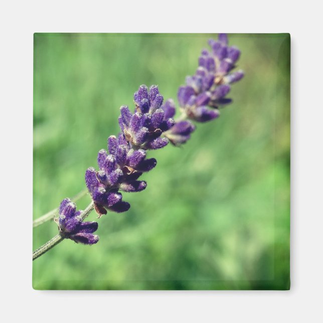 Íman Ímã de Foto de Haste de Lavanda (Frente)