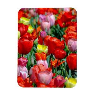 Íman Ímã de Foto de Jardim de Tulipas Vibrantes Amarela
