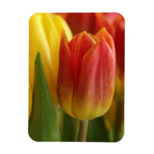 Íman Ímã de Foto de Jardim de Tulipas Vibrantes Amarela