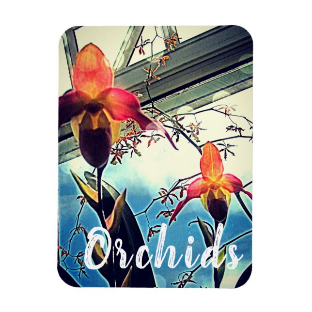 Íman Ímã de Foto de Orquídeas Iluminadas pelo Sol (Vertical)