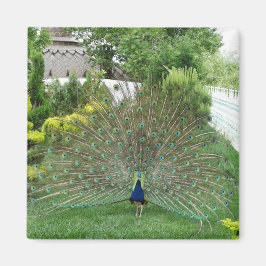 Íman Ímã de Foto de Pavão no Jardim