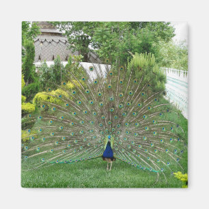 Íman Ímã de Foto de Pavão no Jardim