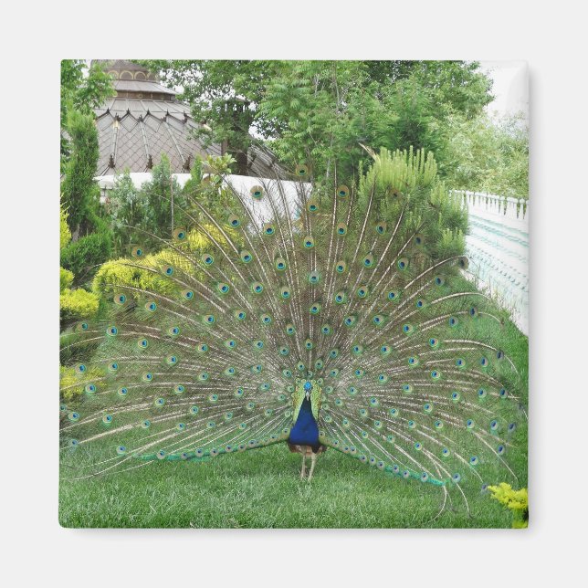 Íman Ímã de Foto de Pavão no Jardim (Frente)