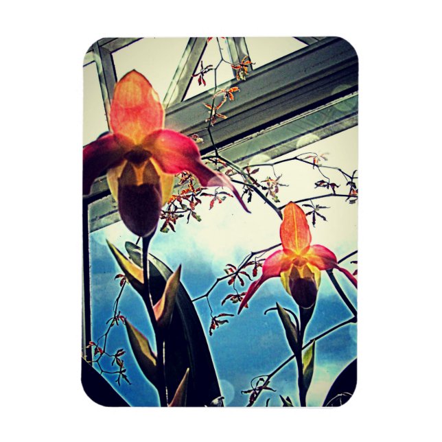 Íman Ímã de Foto Flexível Orquídeas Iluminadas pelo Sol (Vertical)