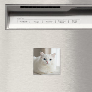 Íman Ímã de foto personalizado de gato branco para gela