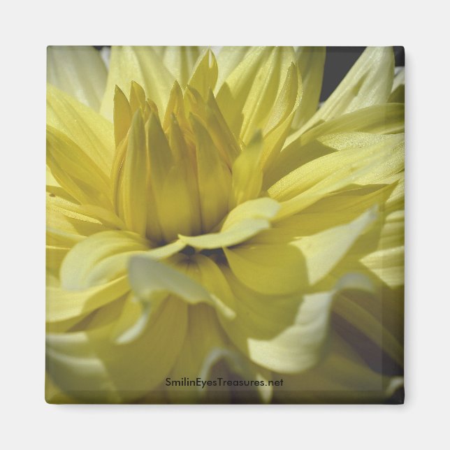 Íman Ímã de Fotografia Amarelo Dahlia Macro (Frente)
