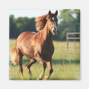 Íman Ímã de galope do cavalo da castanha