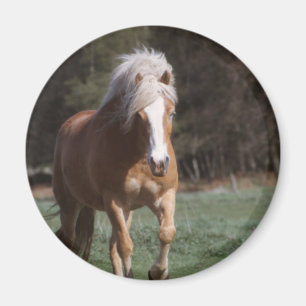 Íman Ímã de galope do Palomino